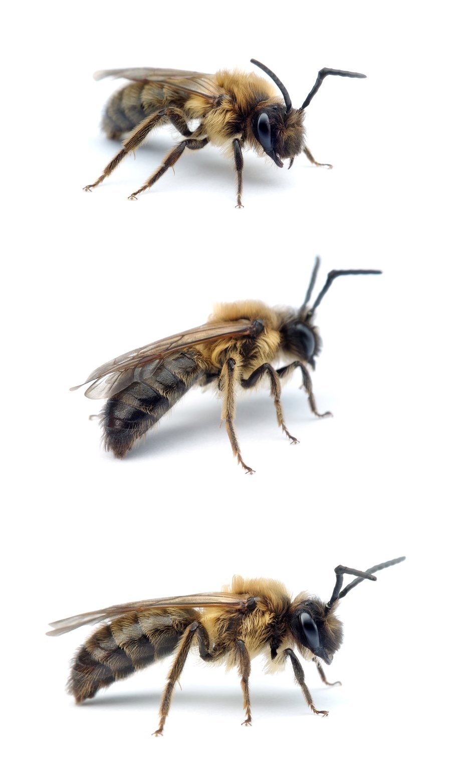 Andrena bimaculata ♂ Schwarzbeinige Rippensandbiene 11-14 mm