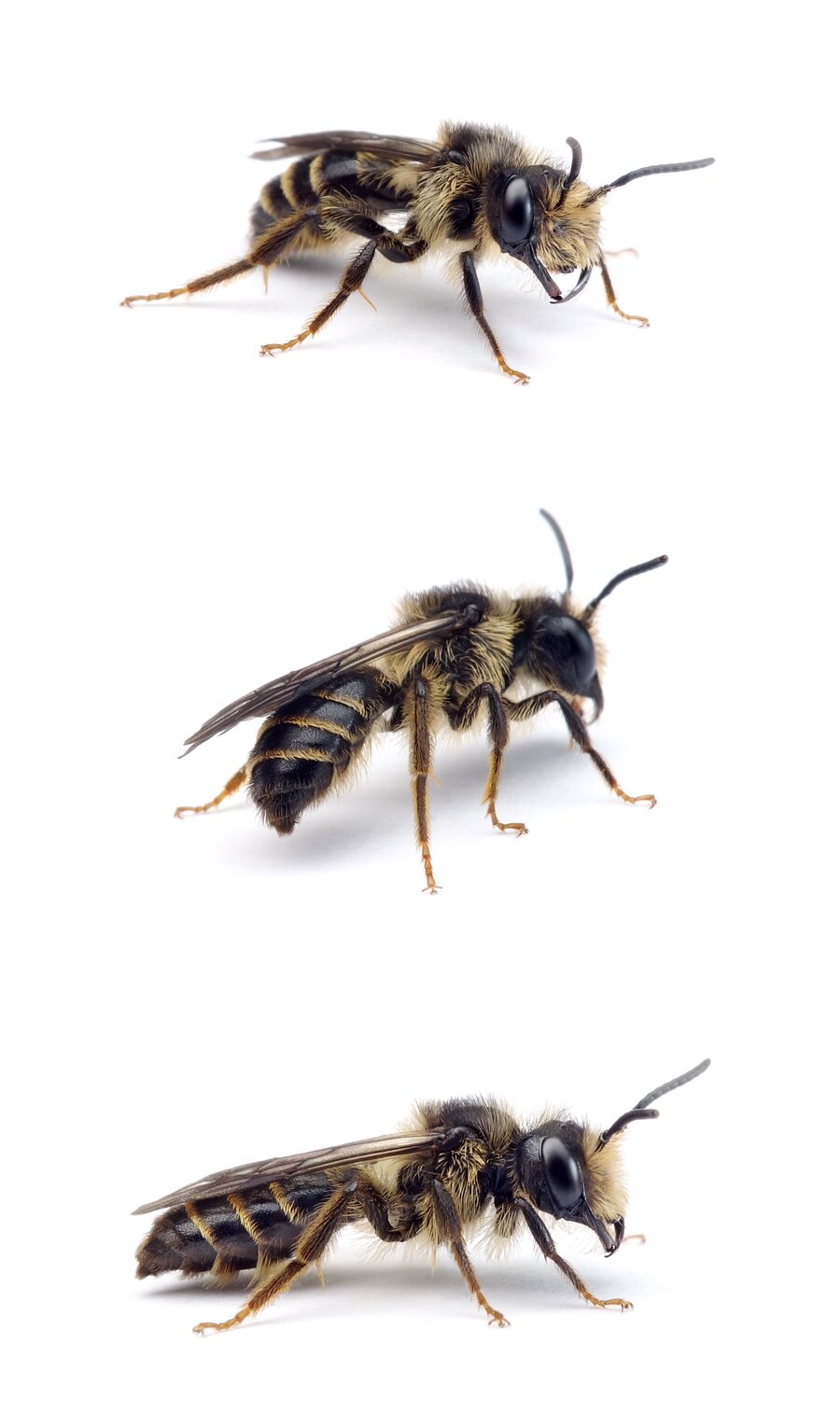 Andrena denticulata ♂ Rainfarn-Herbstsandbiene 8-10 mm