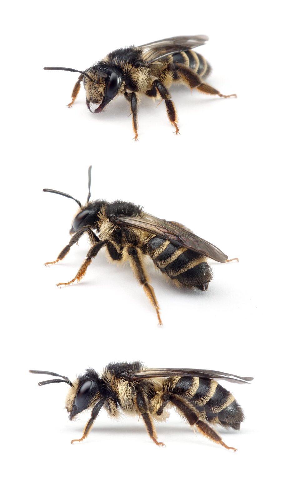 Andrena denticulata ♀ Rainfarn-Herbstsandbiene 10-12 mm