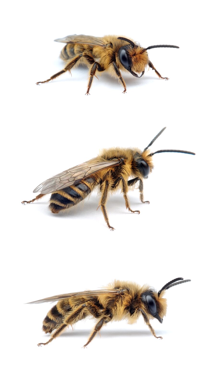 Andrena flavipes ♂ Gewöhnliche Bindensandbiene 9-11 mm
