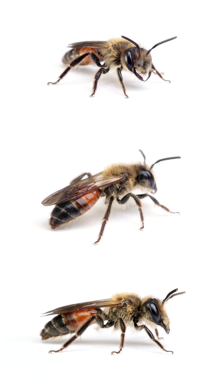 Andrena florea ♂ Zaunrüben-Sandbiene 11-12 mm