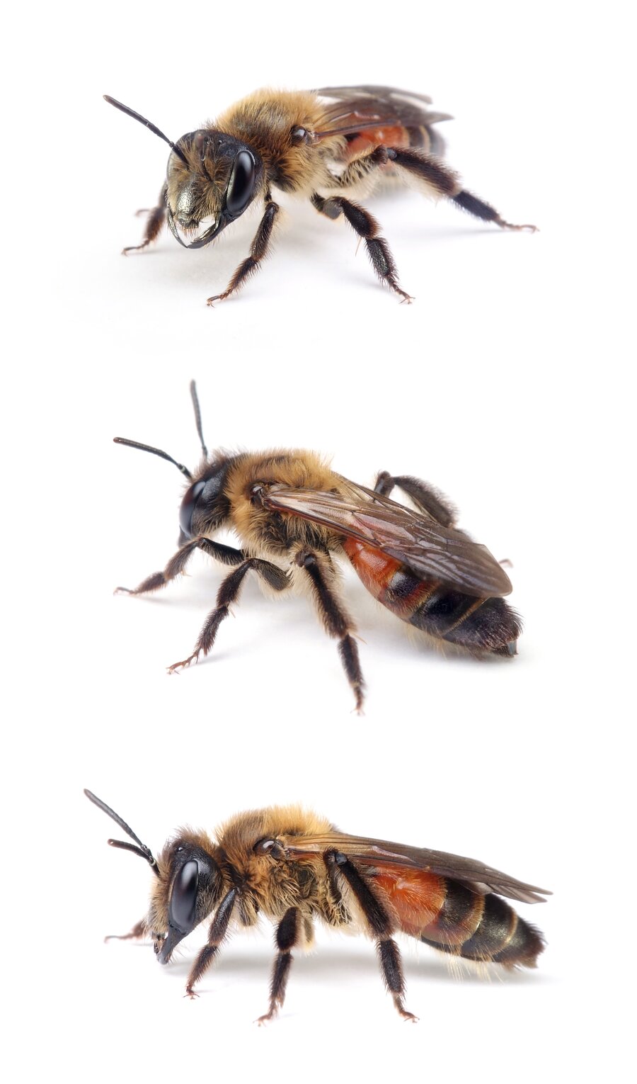 Andrena florea ♀ Zaunrüben-Sandbiene 11-12mm