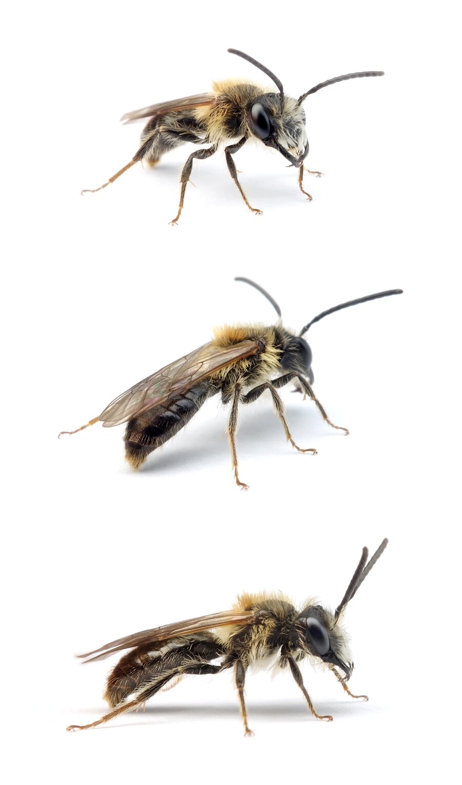 Andrena fucata ♂ Wald-Lockensandbiene 8-11 mm