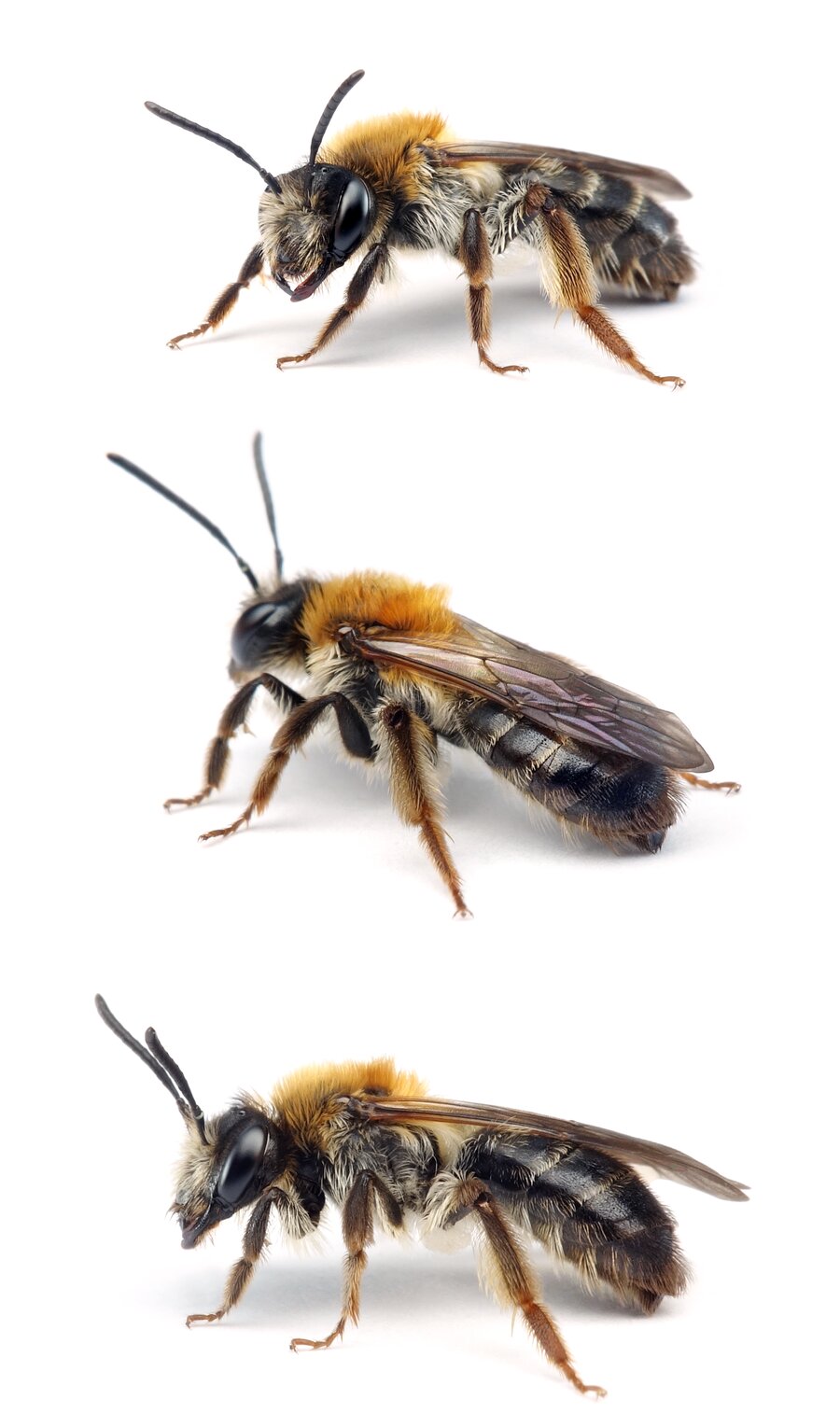 Andrena fucata ♀ Wald-Lockensandbiene 11-12 mm
