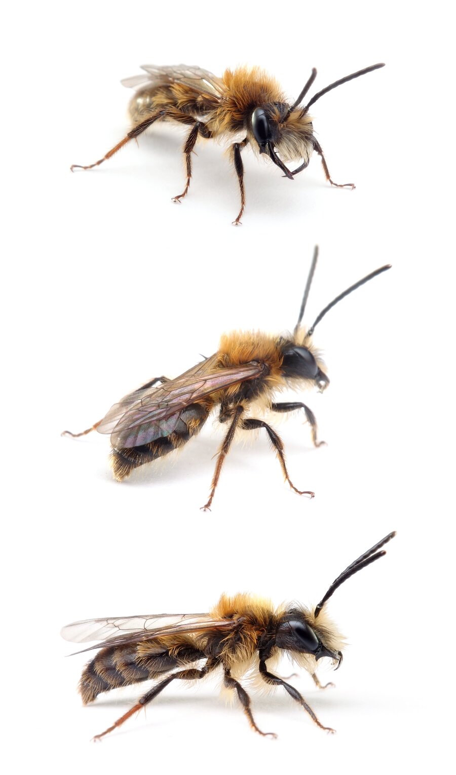 Andrena fulva ♂ Fuchsrote Lockensandbiene 9-12 mm