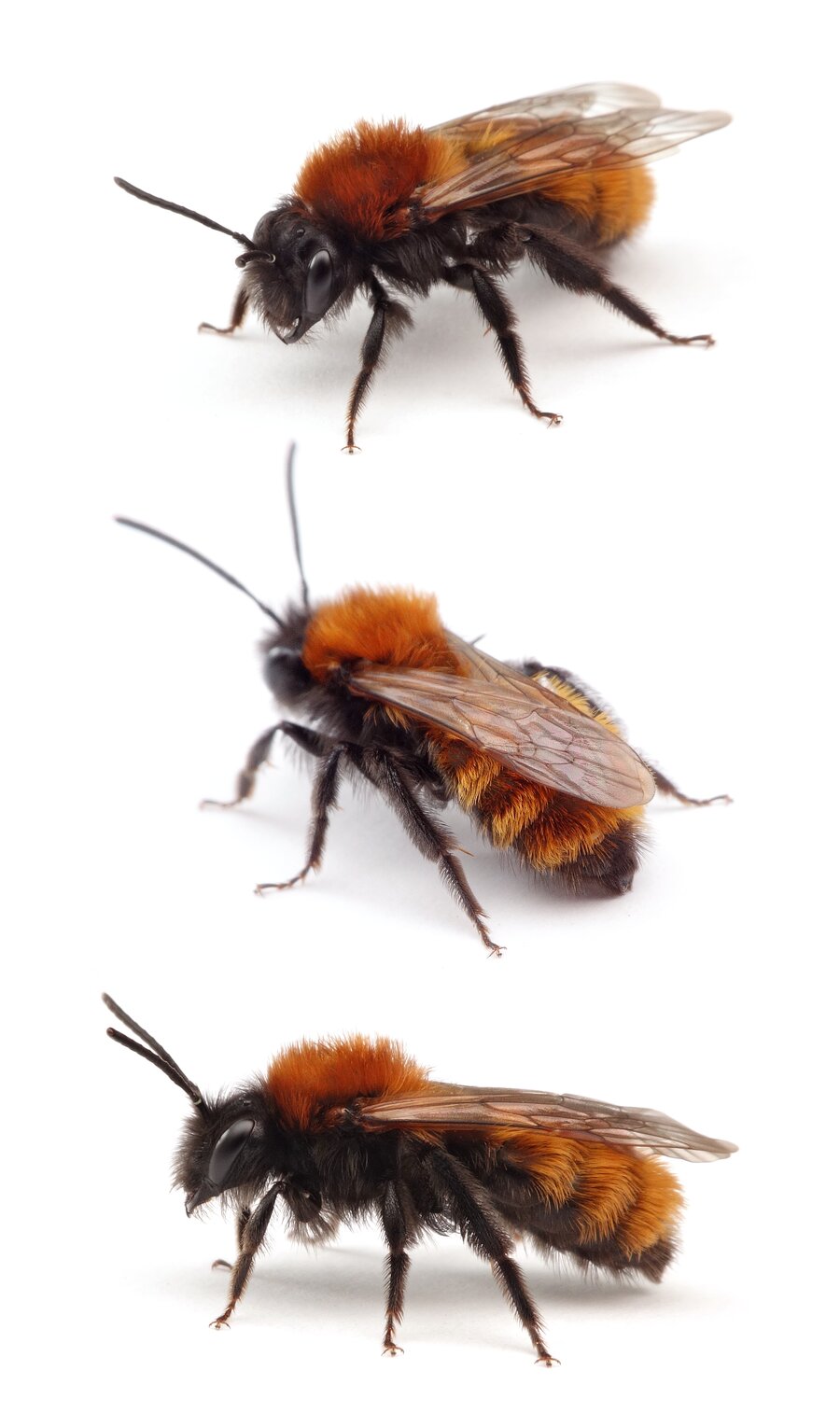 Andrena fulva ♀ Fuchsrote Lockensandbiene 12-14 mm