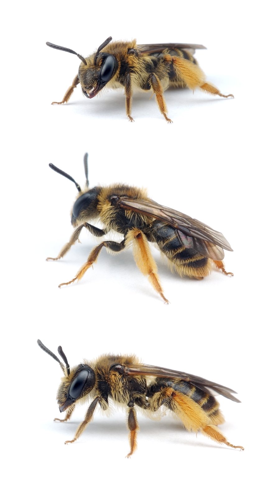 Andrena fulvago ♀ Pippau-Sandbiene 10-11 mm