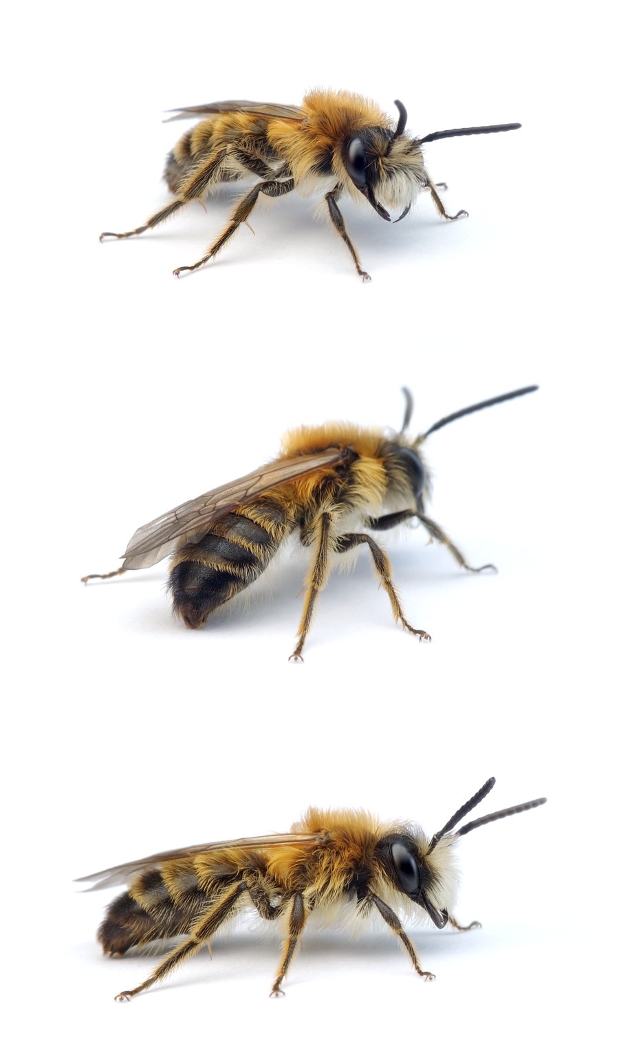 Andrena gravida ♂ Weiße Bindensandbiene 10-13 mm