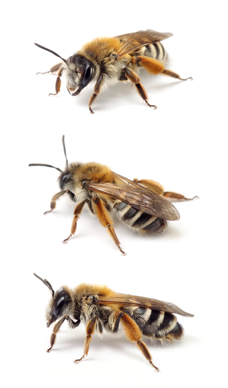 Andrena gravida ♀ Weiße Bindensandbiene 12-14 mm