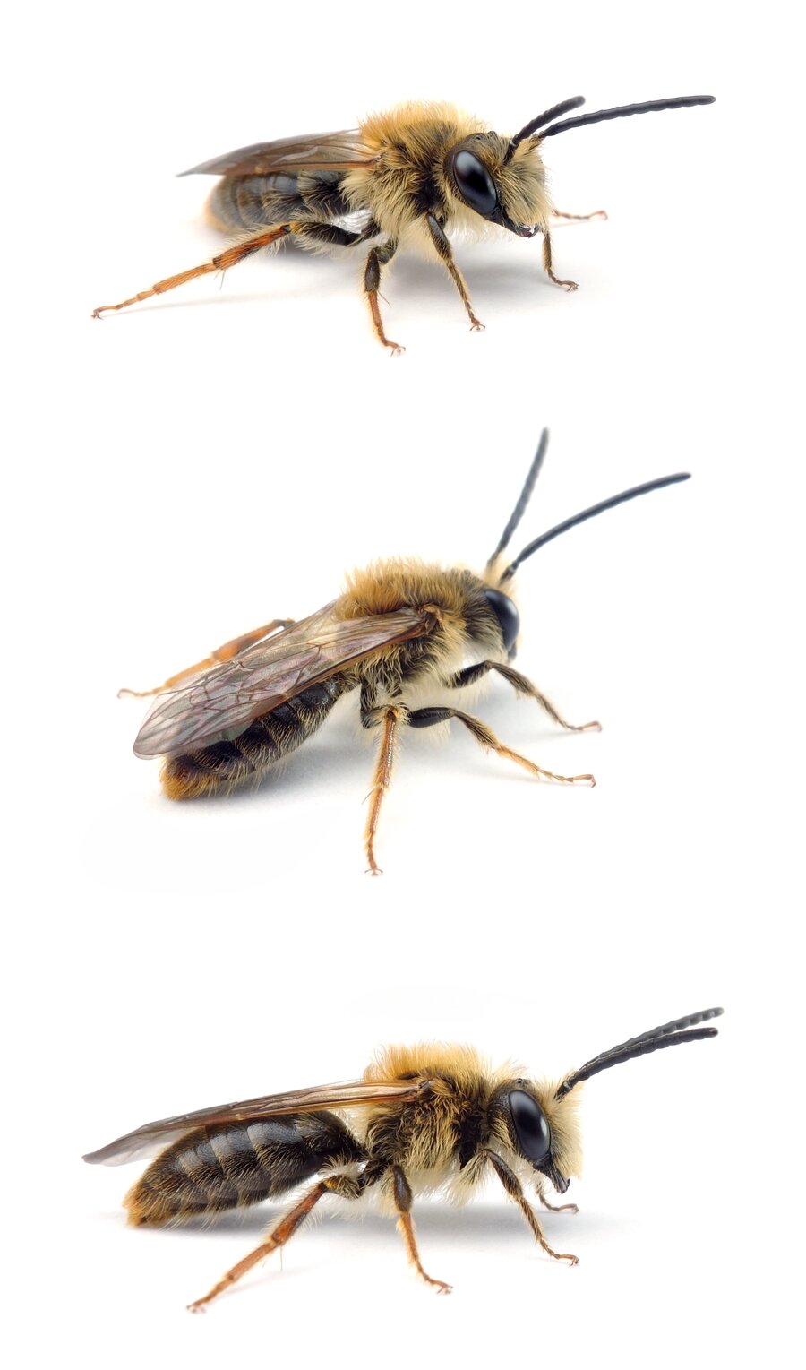 Andrena haemorrhoa ♂ Rotschopfige Sandbiene 8-11 mm