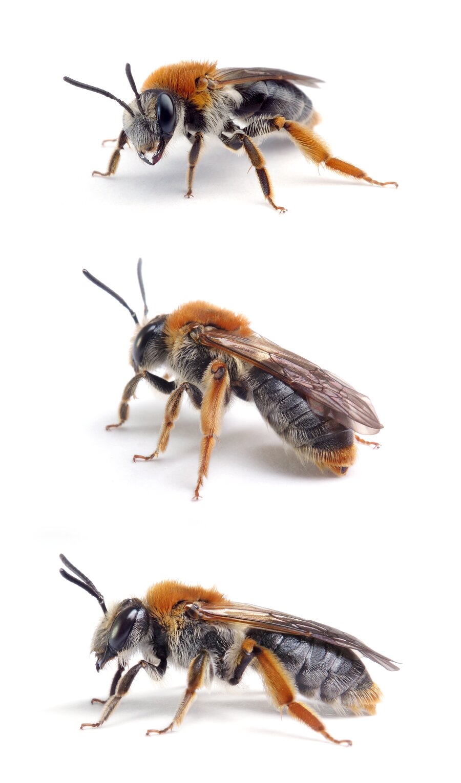 Andrena haemorrhoa ♀ Rotschopfige Sandbiene 10-12 mm