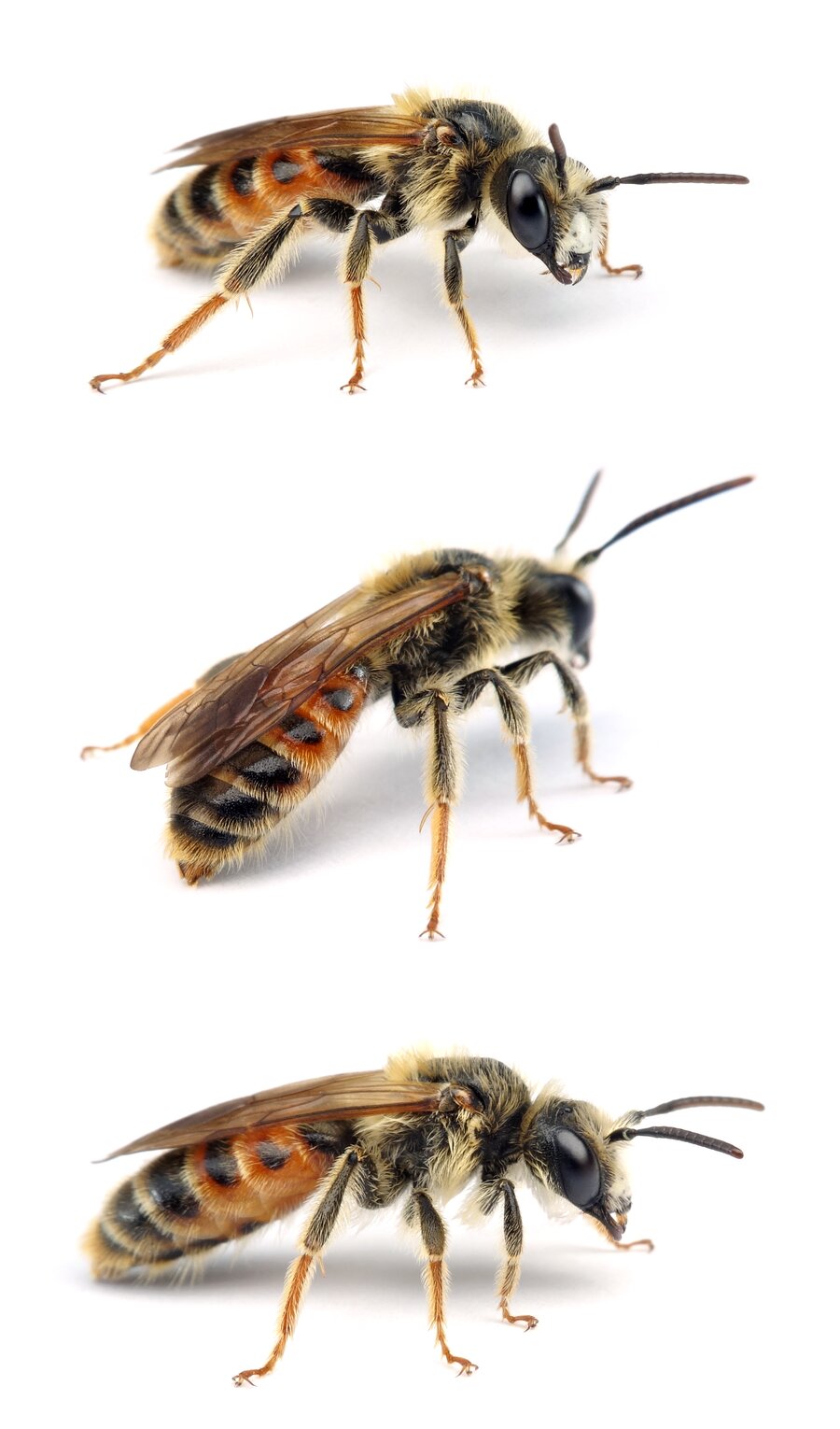 Andrena hattorfiana ♂ Knautien-Sandbiene, rote Form 14-16 mm