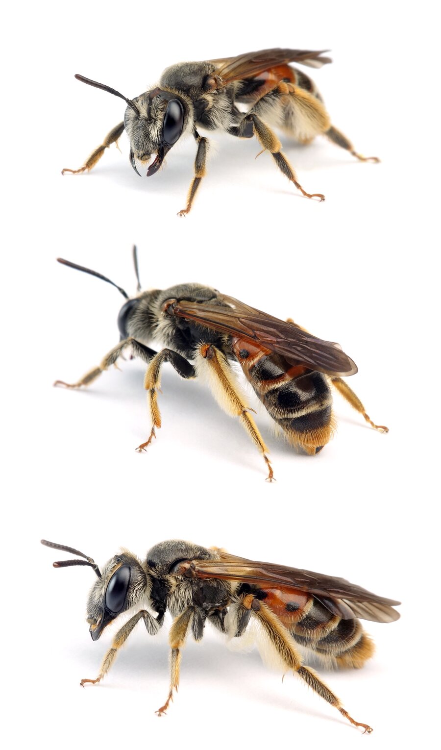 Andrena hattorfiana ♀ Knautien-Sandbiene, rote Form 14-16 mm