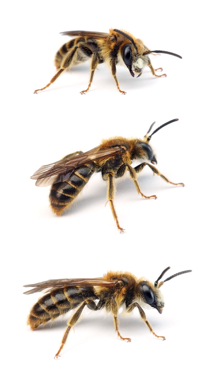 Andrena hattorfiana ♂ Knautien-Sandbiene, dunkle Form 14-16 mm