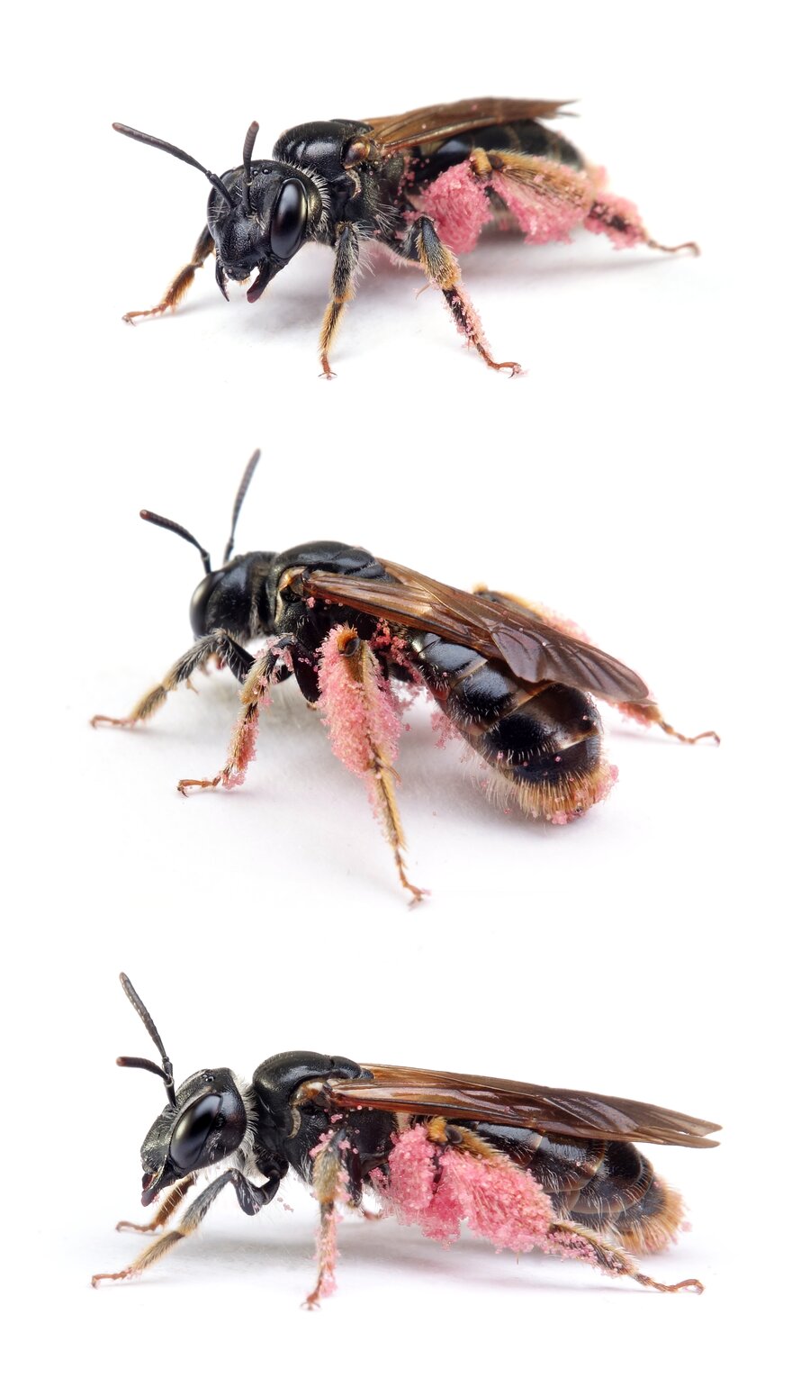 Andrena hattorfiana ♀ Knautien-Sandbiene, dunkle Form 14-16 mm
