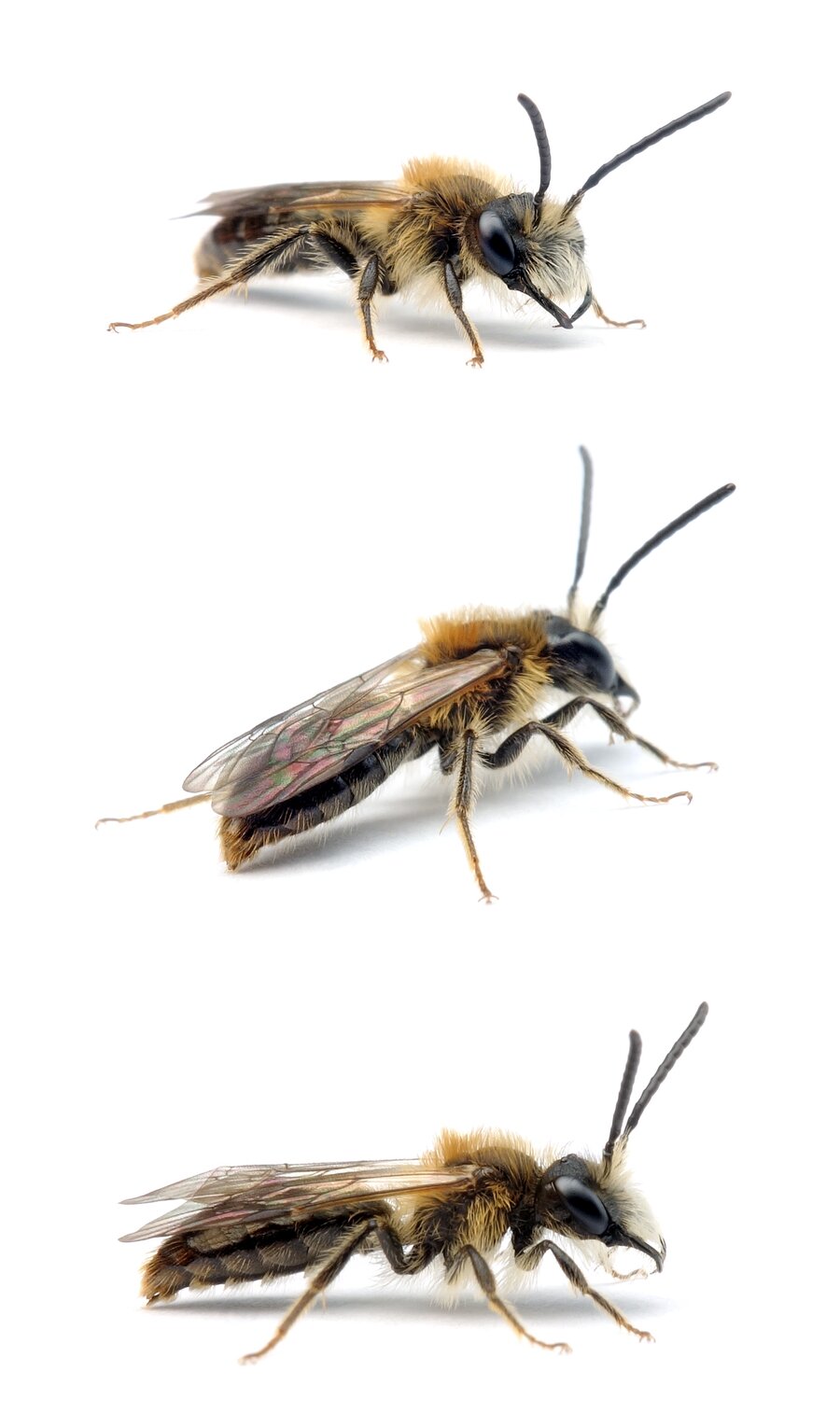 Andrena helvola ♂ Schlehen-Lockensandbiene 8-10 mm, parasitiert