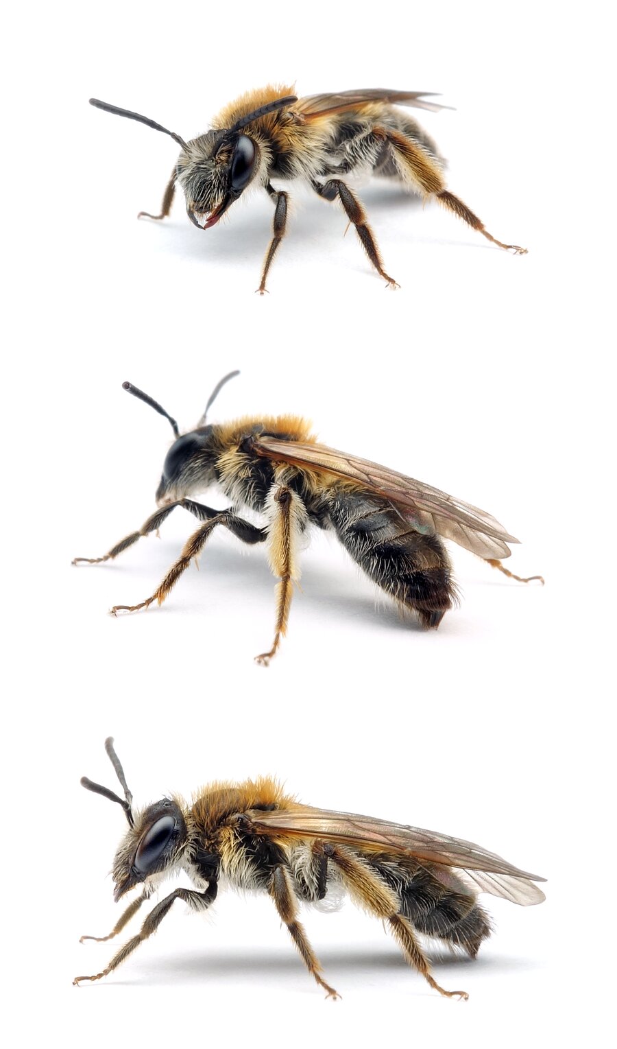 Andrena helvola ♀ Schlehen-Lockensandbiene 11-12 mm