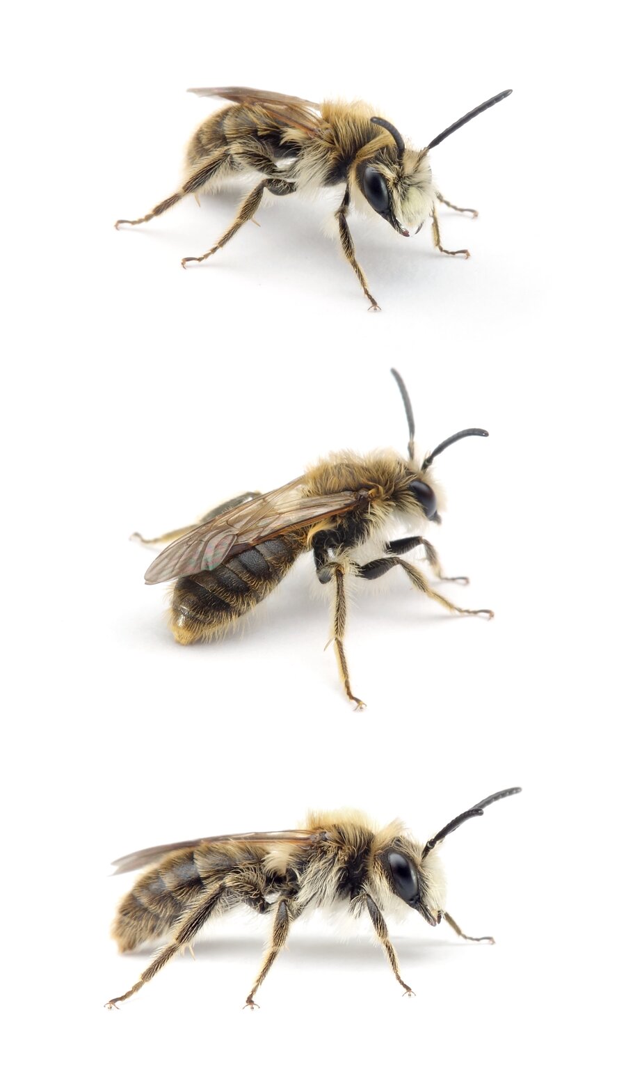 Andrena humilis ♂ Gewöhnliche Dörnchensandbiene 10-11 mm