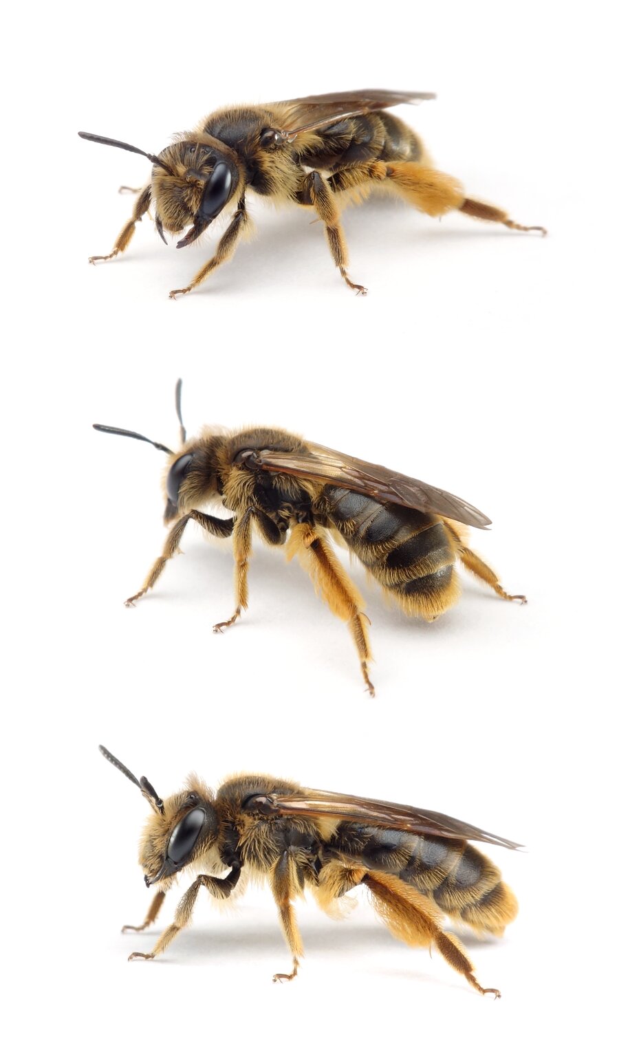 Andrena humilis ♀ Gewöhnliche Dörnchensandbiene 10-12 mm