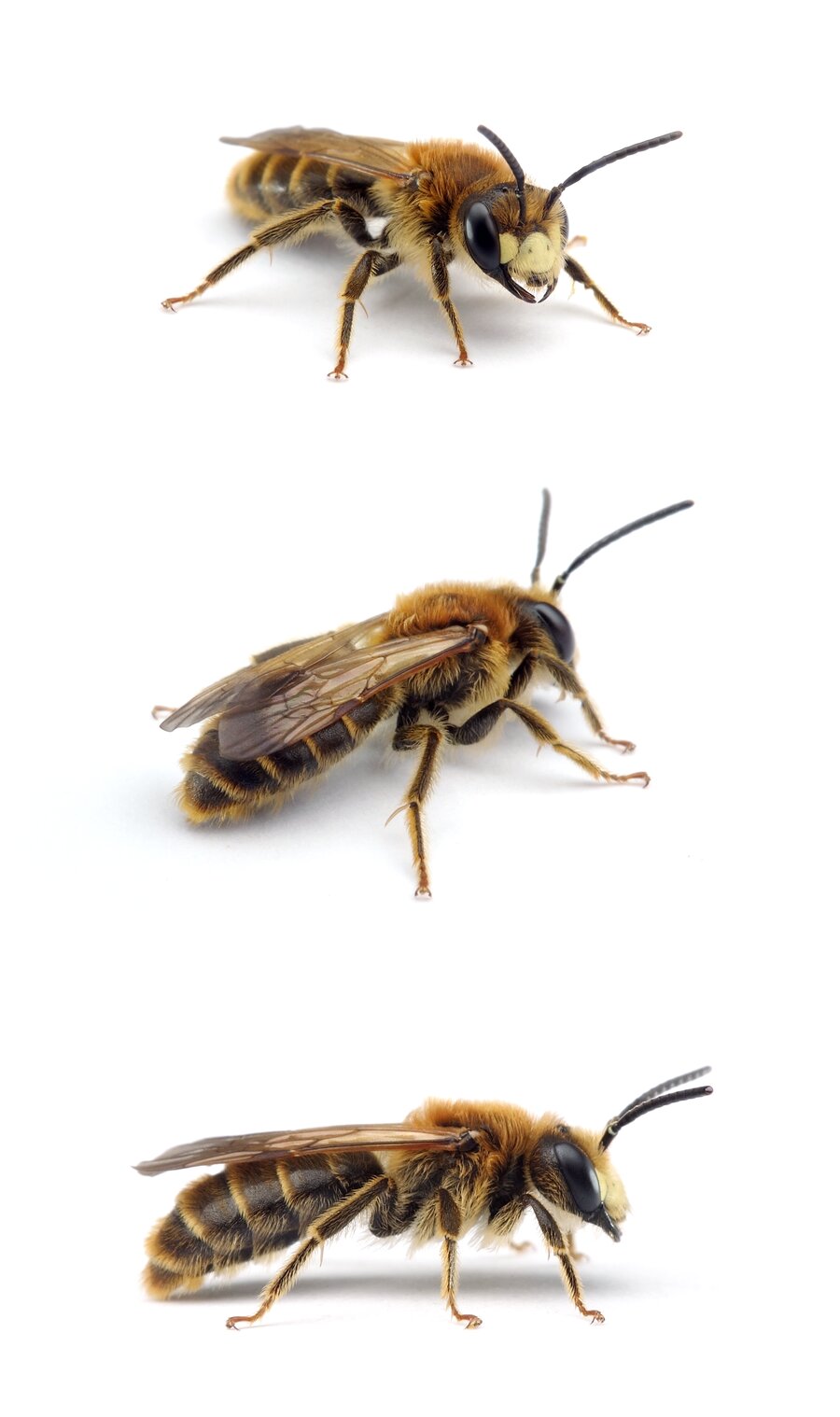 Andrena labialis ♂ Rotklee-Sandbiene 10-12 mm