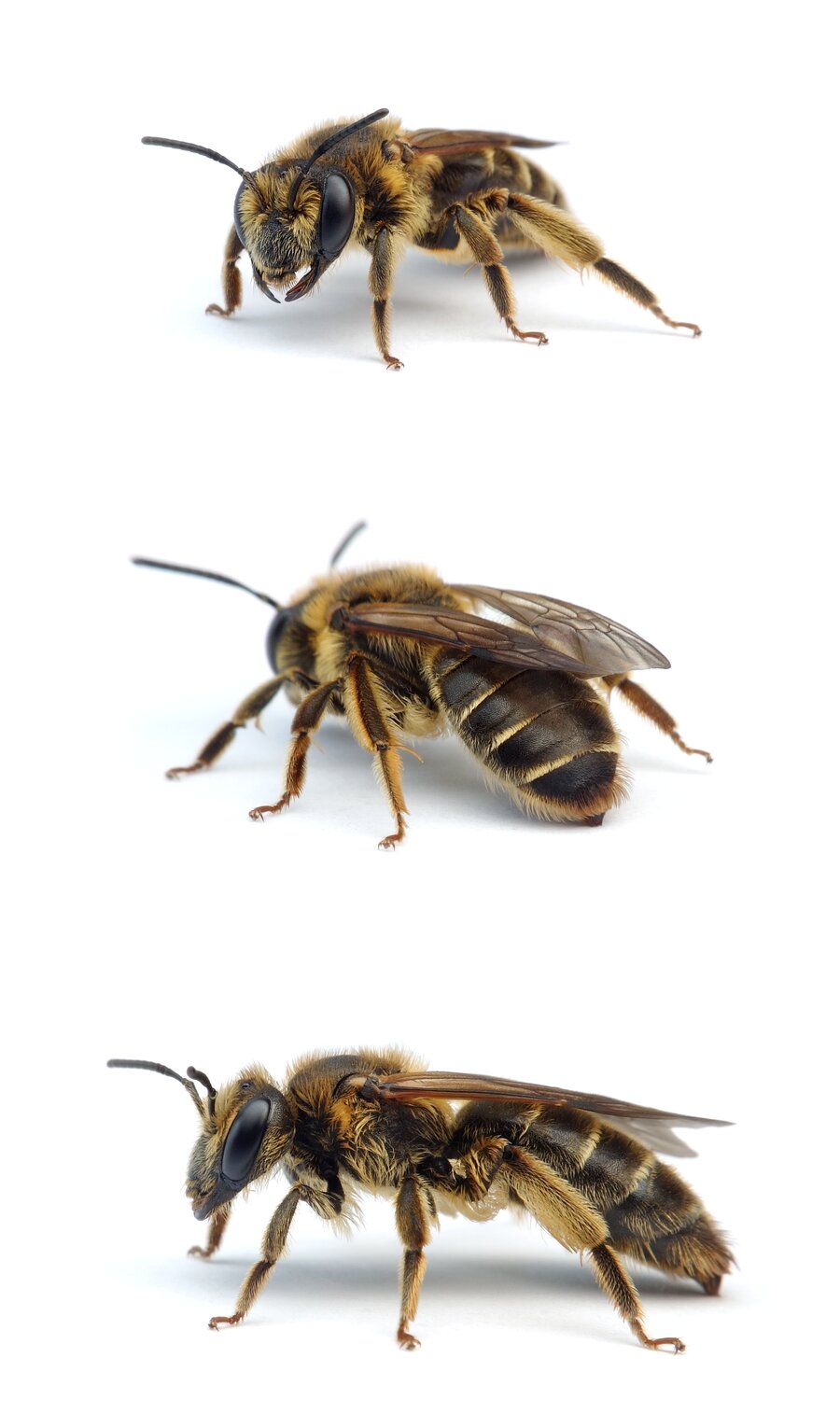 Andrena labialis ♀ Rotklee-Sandbiene 12-15 mm