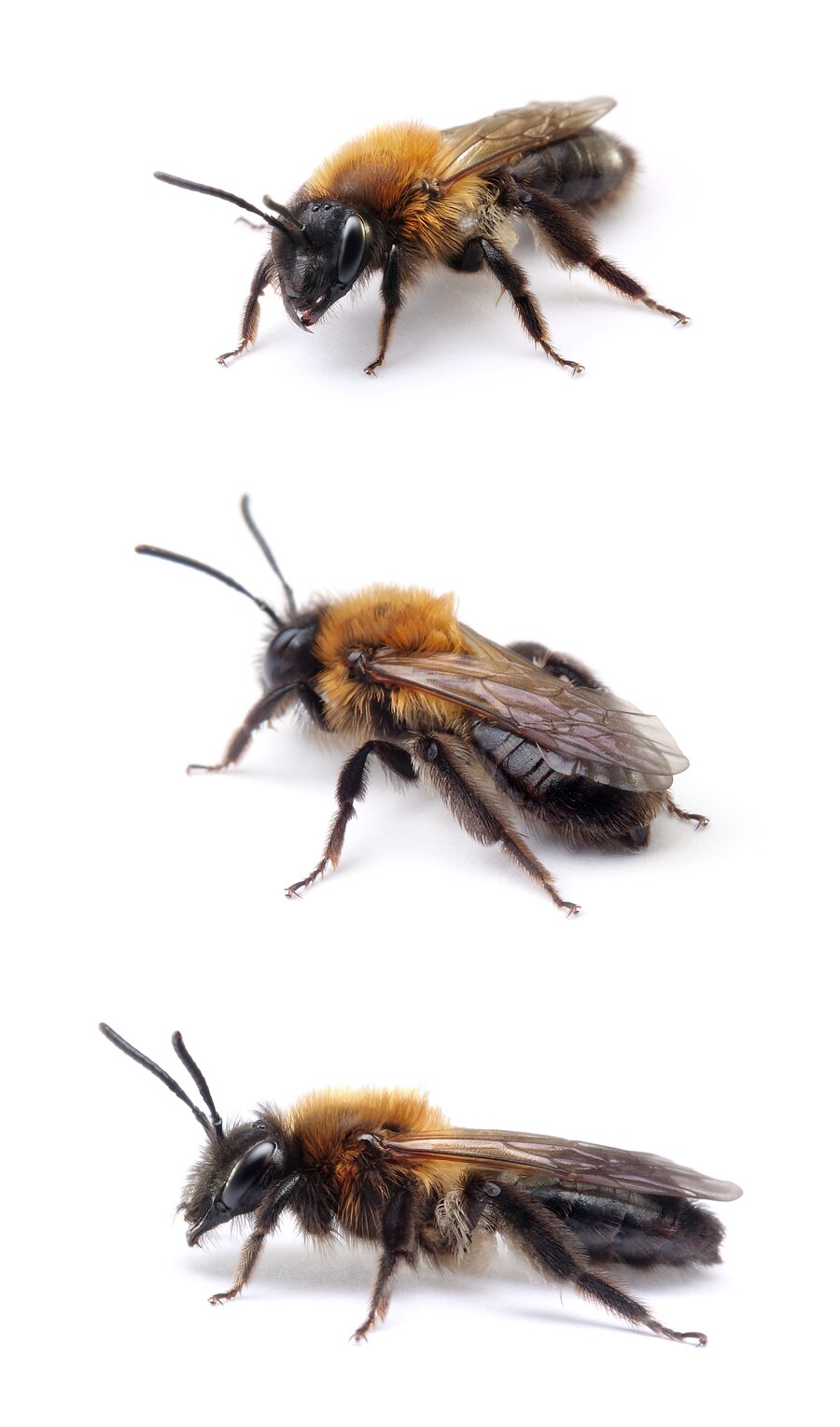 Andrena lapponica ♀ Heidelbeer-Lockensandbiene 12-13 mm