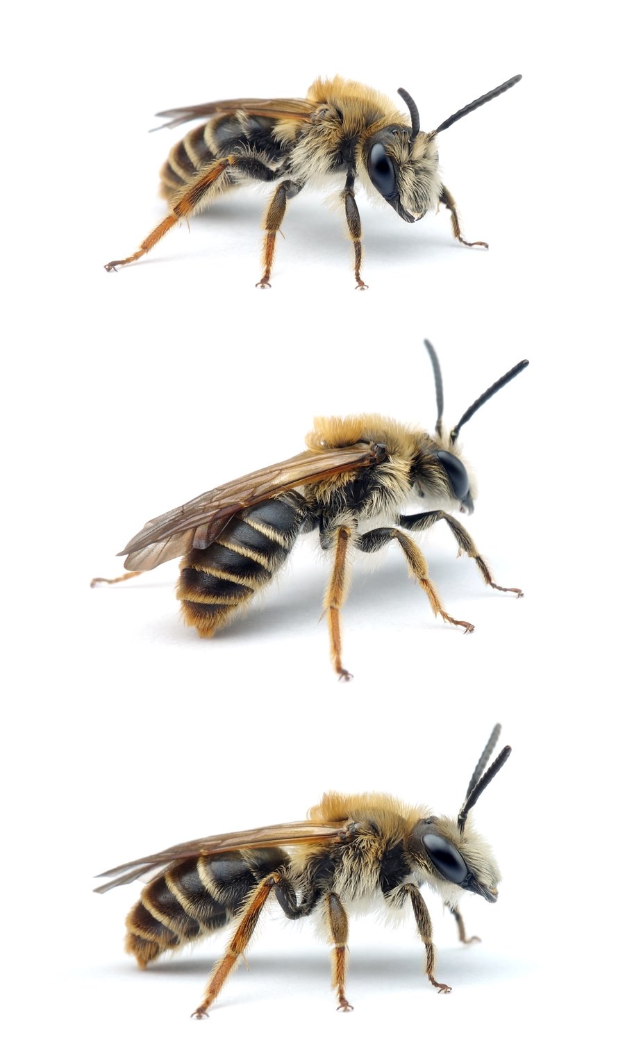 Andrena lathyri ♂ Zaunwicken-Sandbiene 10-12 mm