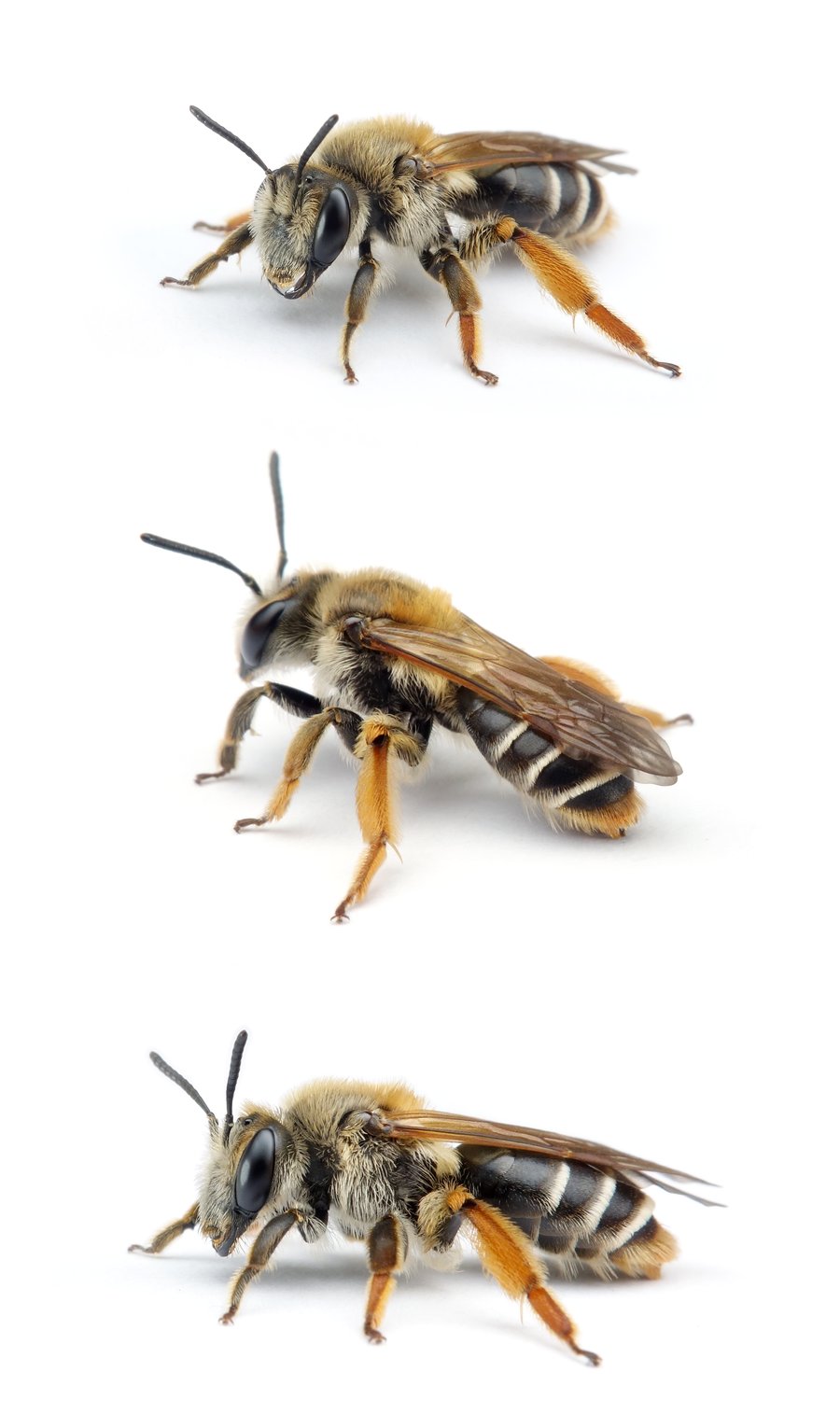 Andrena lathyri ♀ Zaunwicken-Sandbiene 13-14 mm