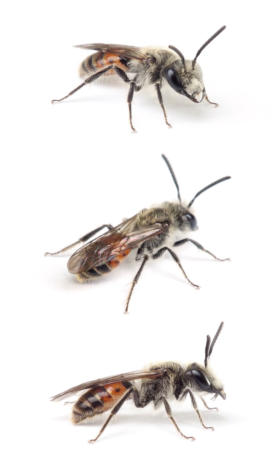 Andrena marginata ♂ Skabiosen-Sandbiene 7-9 mm