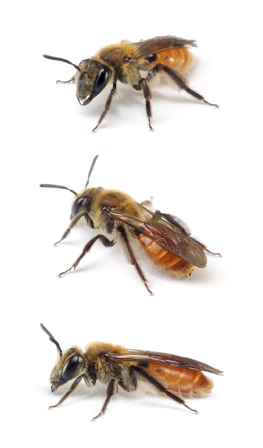 Andrena marginata ♀ Skabiosen-Sandbiene 9-10 mm