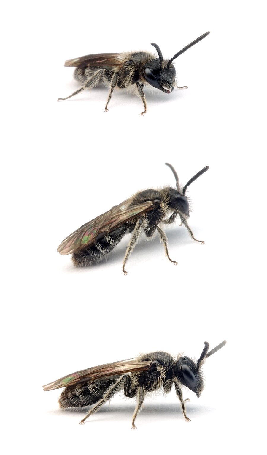 Andrena minutula ♂ Gewöhnliche Zwergsandbiene 5-7 mm