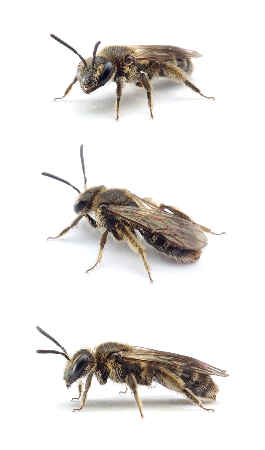 Andrena minutula ♀ Gewöhnliche Zwergsandbiene 5-7 mm