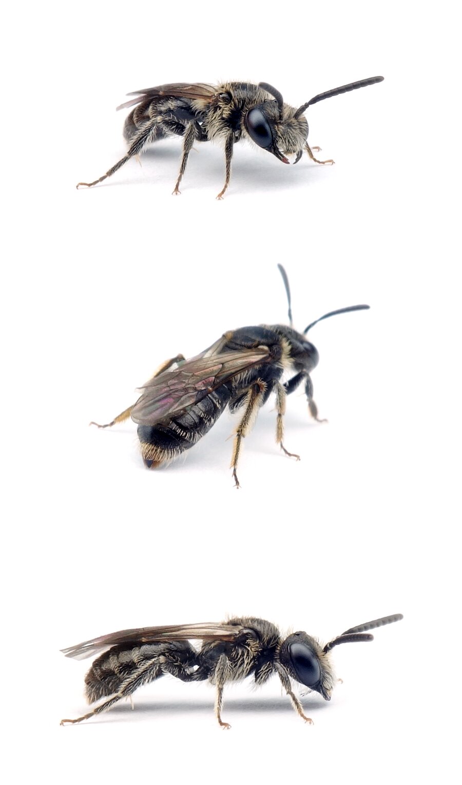 Andrena minutuloides ♂ Glanzrücken-Zwergsandbiene 5–7 mm