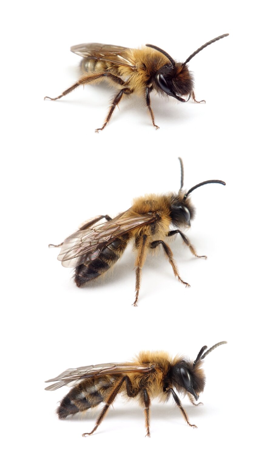 Andrena nigroaenea ♂ Erzfarbene Düstersandbiene 11-14 mm
