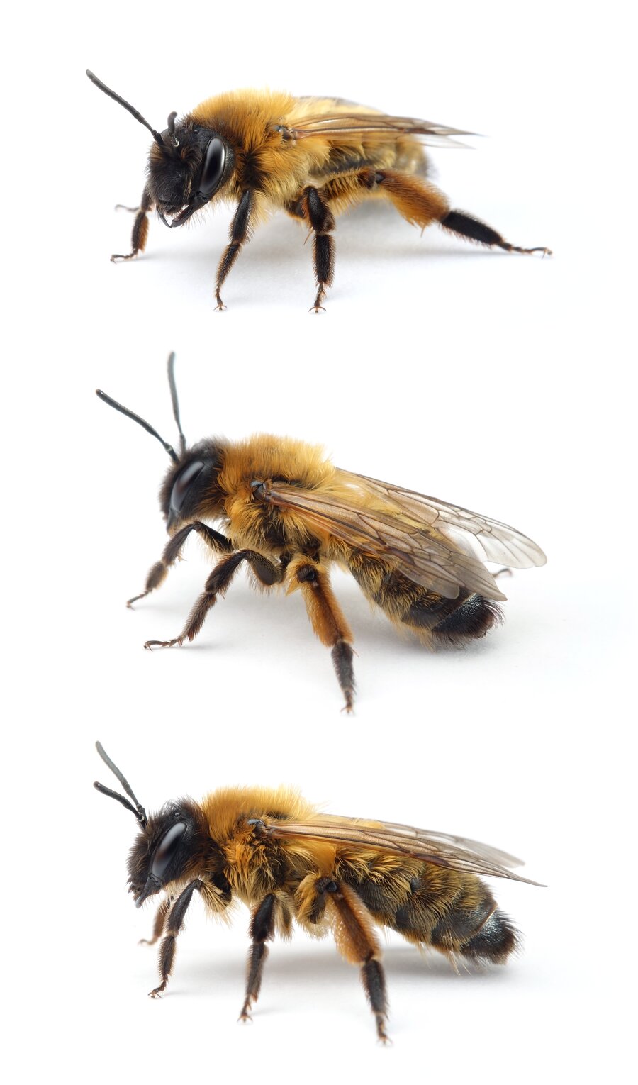 Andrena nigroaenea ♀ Erzfarbene Düstersandbiene 13-15 mm