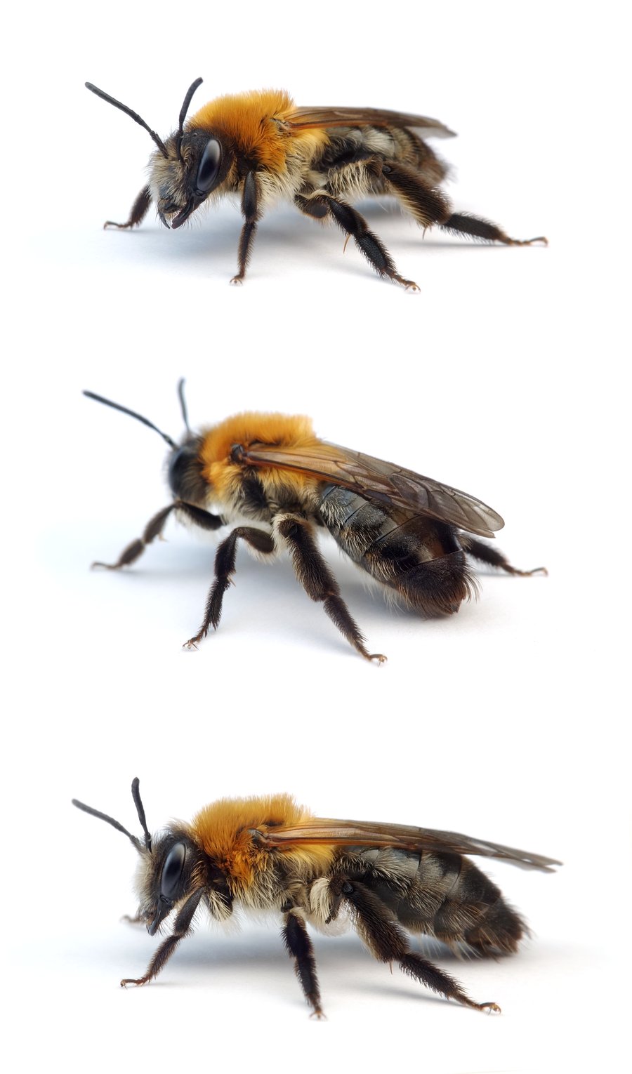 Andrena nitida ♀ Glänzende Düstersandbiene 14-16 mm