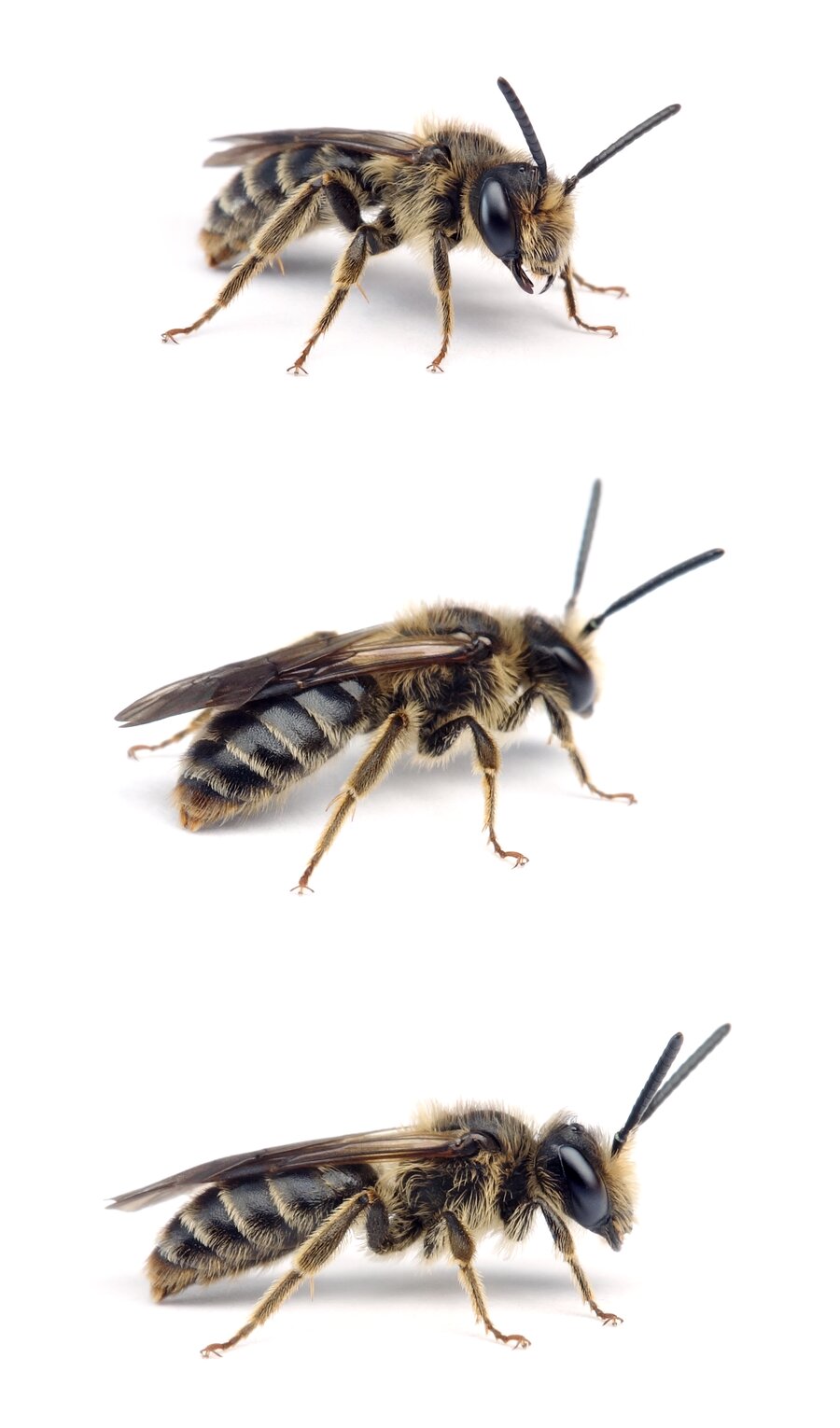 Andrena pandellei ♂ Graue Schuppensandbiene 10-11 mm