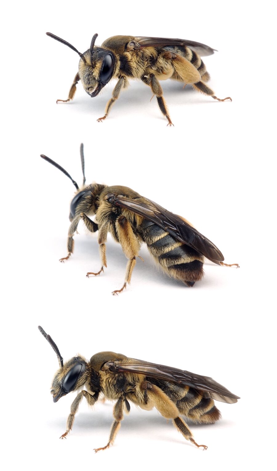 Andrena pandellei ♀ Graue Schuppensandbiene 10-12 mm