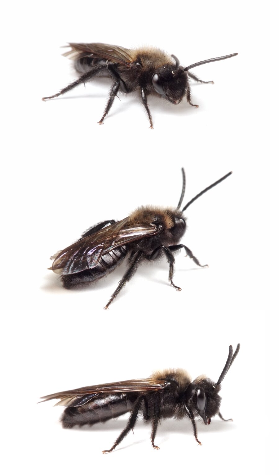 Andrena pilipes ♂ Schwarze Köhler-Sandbiene 11-14 mm
