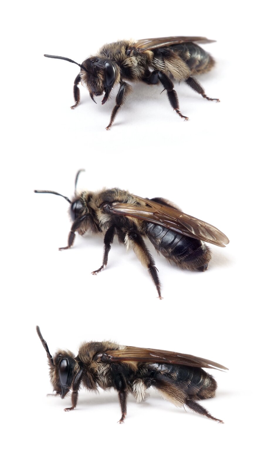 Andrena pilipes ♀ Schwarze Köhler-Sandbiene 13-15 mm