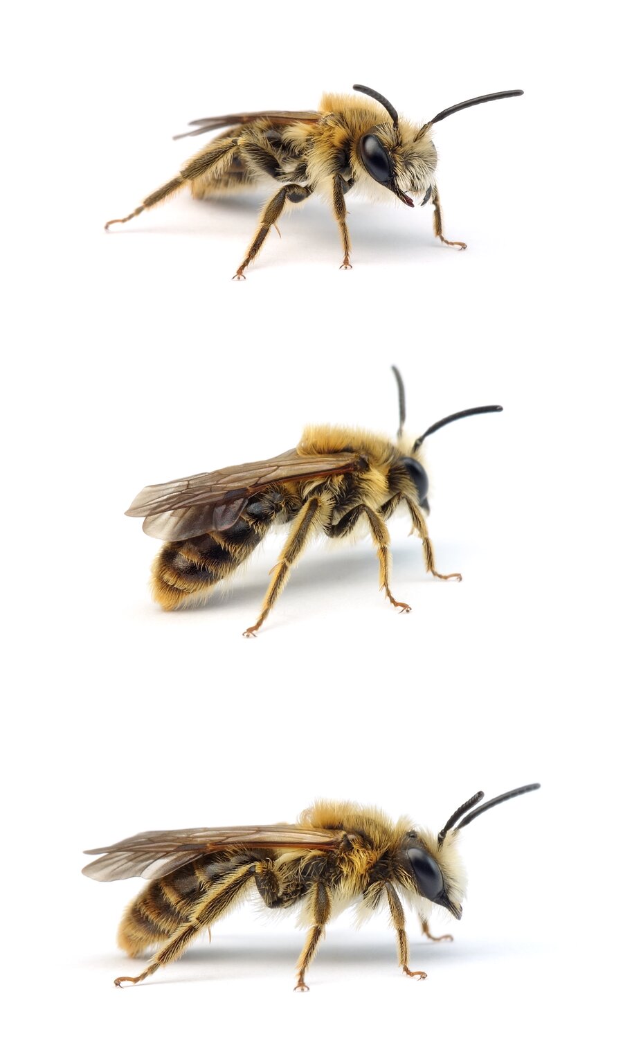 Andrena polita ♂ Polierte Sandbiene 11-14 mm