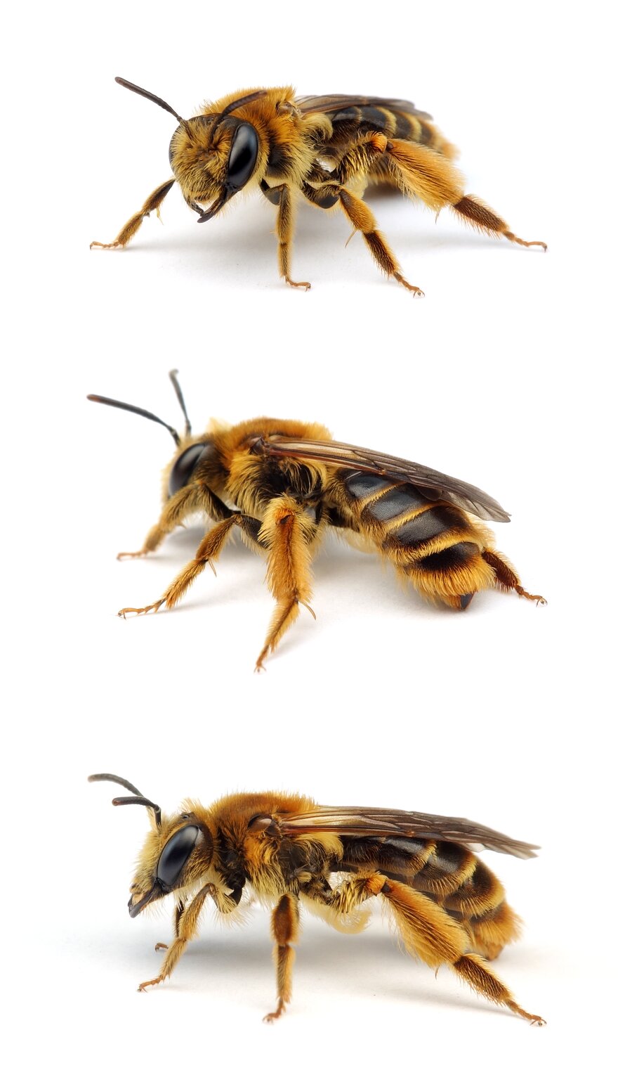 Andrena polita ♀ Polierte Sandbiene 12-14 mm