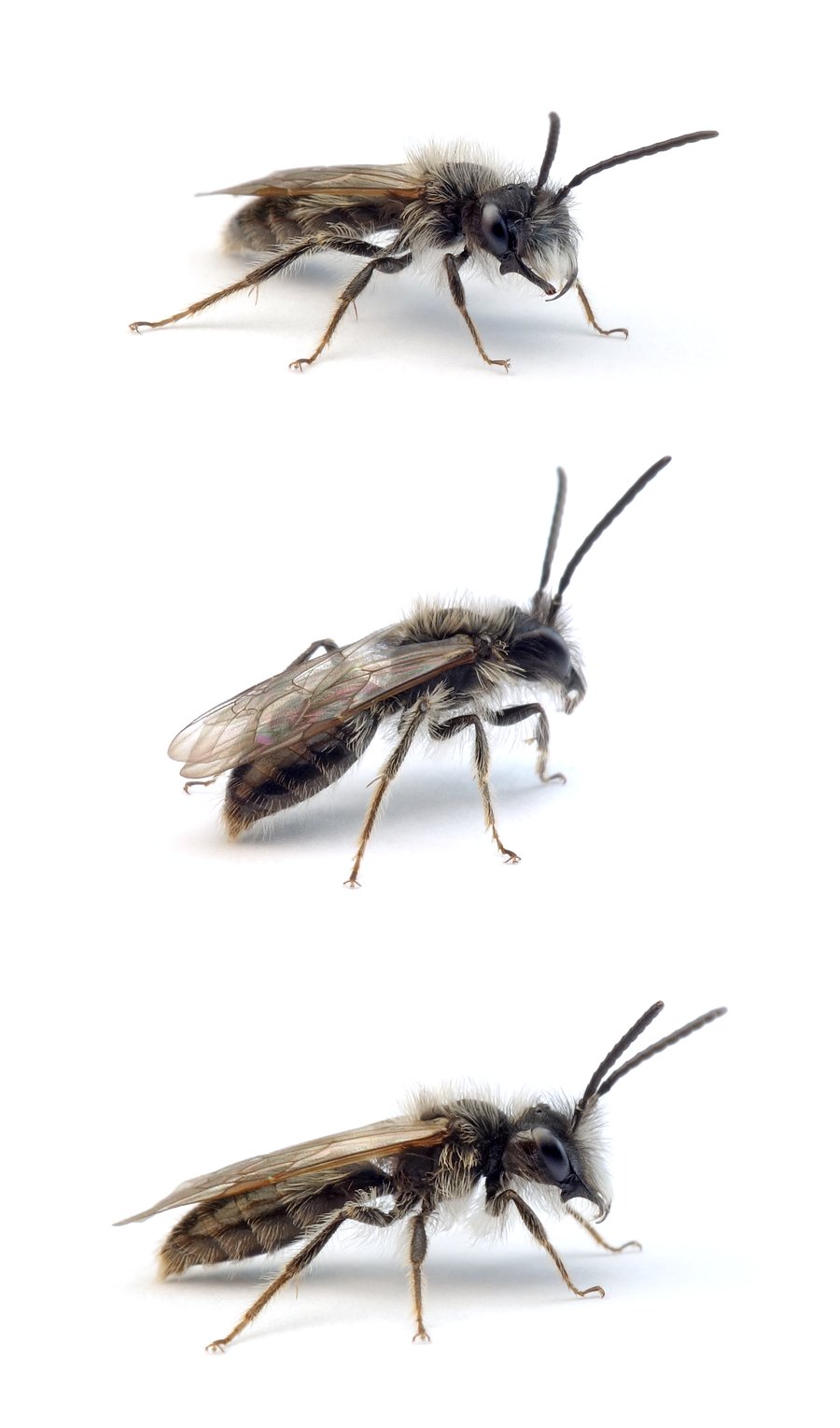 Andrena praecox ♂ Frühe Lockensandbiene 9-11 mm