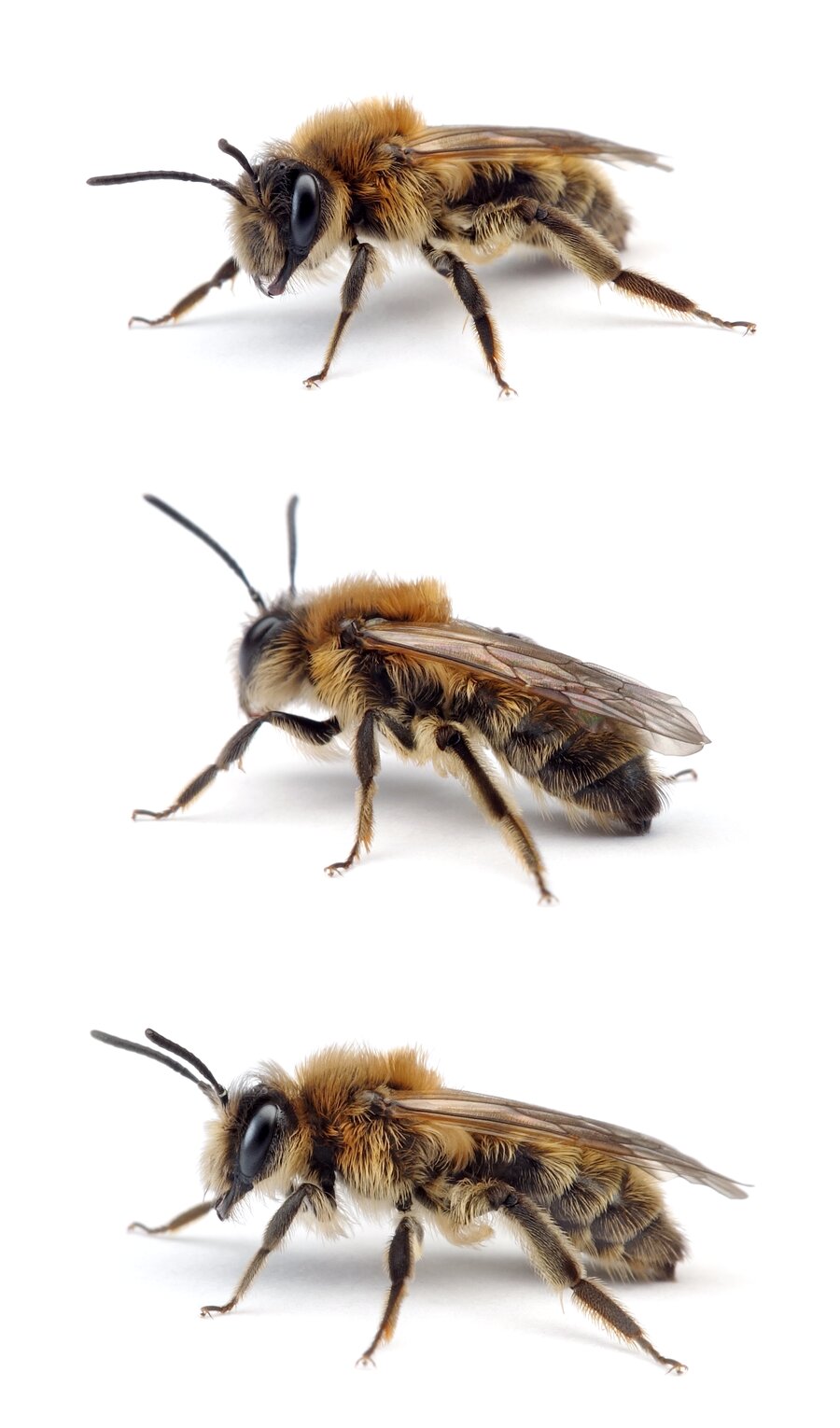 Andrena praecox ♀ Frühe Lockensandbiene 10-11 mm