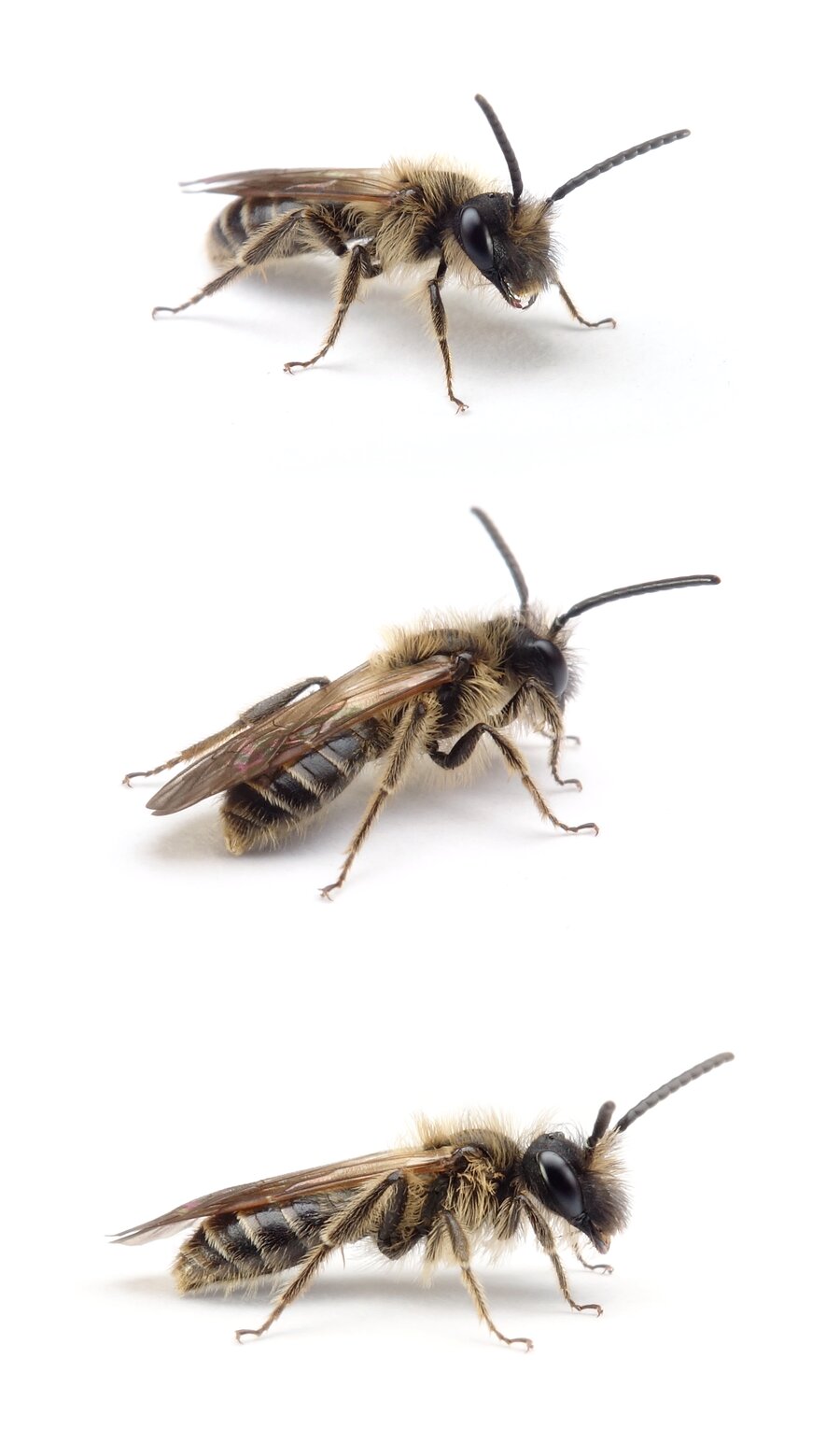 Andrena propinqua ♂ Schwarzbeinige Körbchensandbiene 9-10 mm