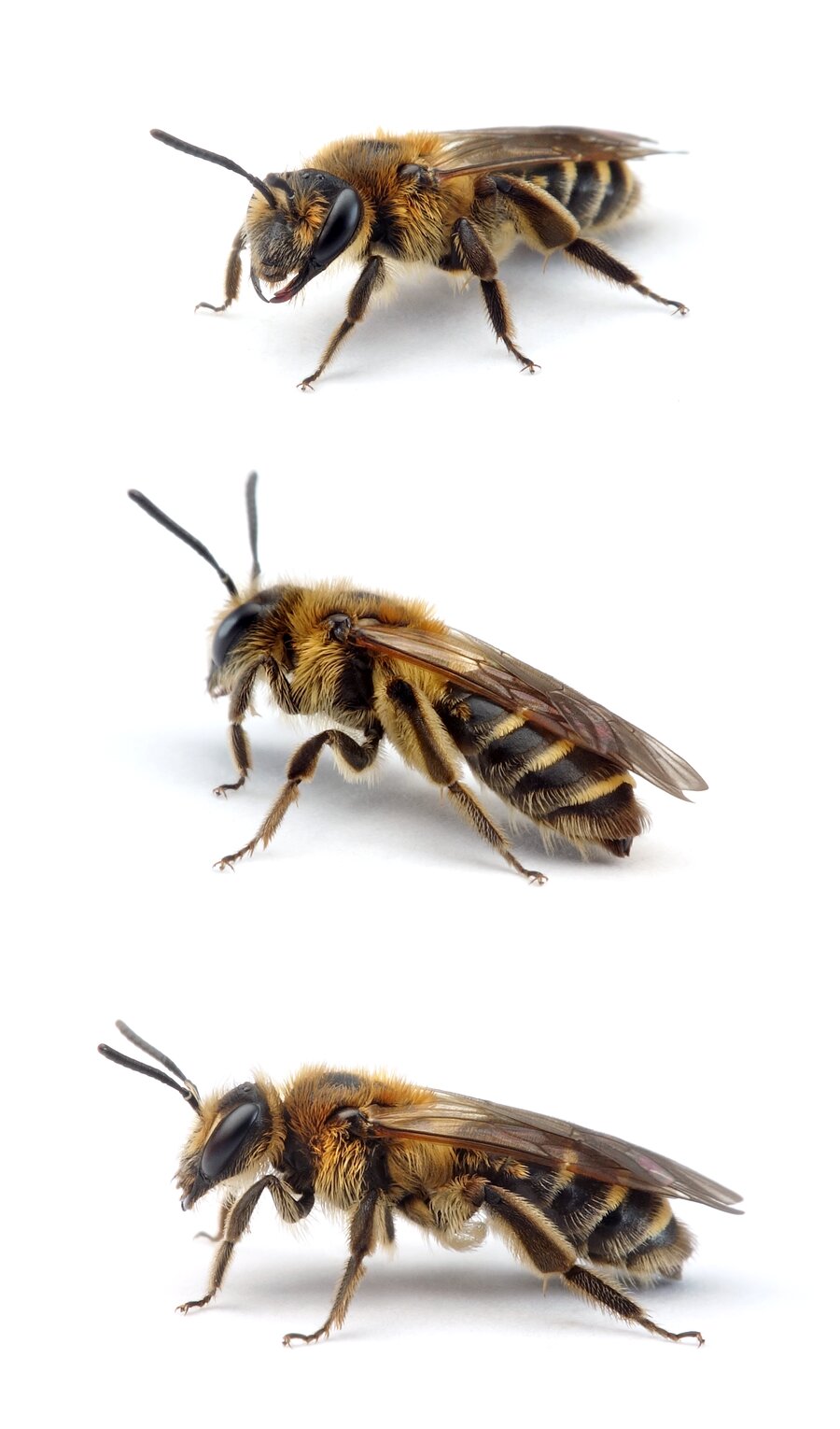 Andrena propinqua ♀ Schwarzbeinige Körbchensandbiene 9-10 mm
