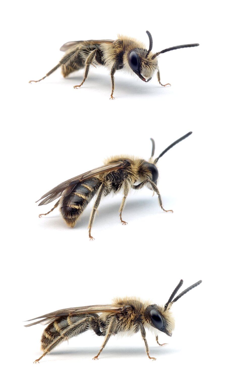 Andrena proxima ♂ Frühe Doldensandbiene 8-10 mm
