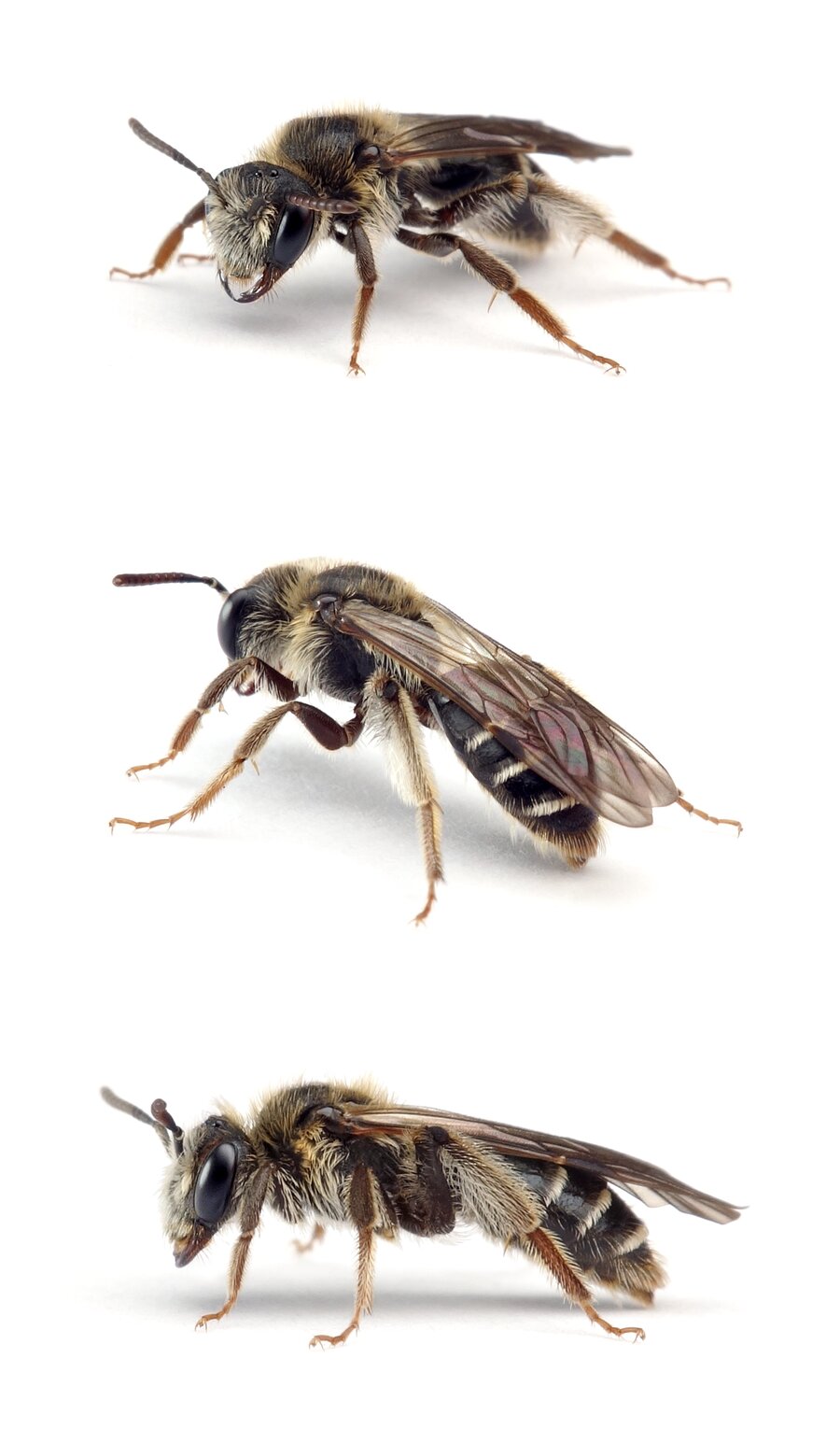 Andrena proxima ♀ Frühe Doldensandbiene 9-11 mm