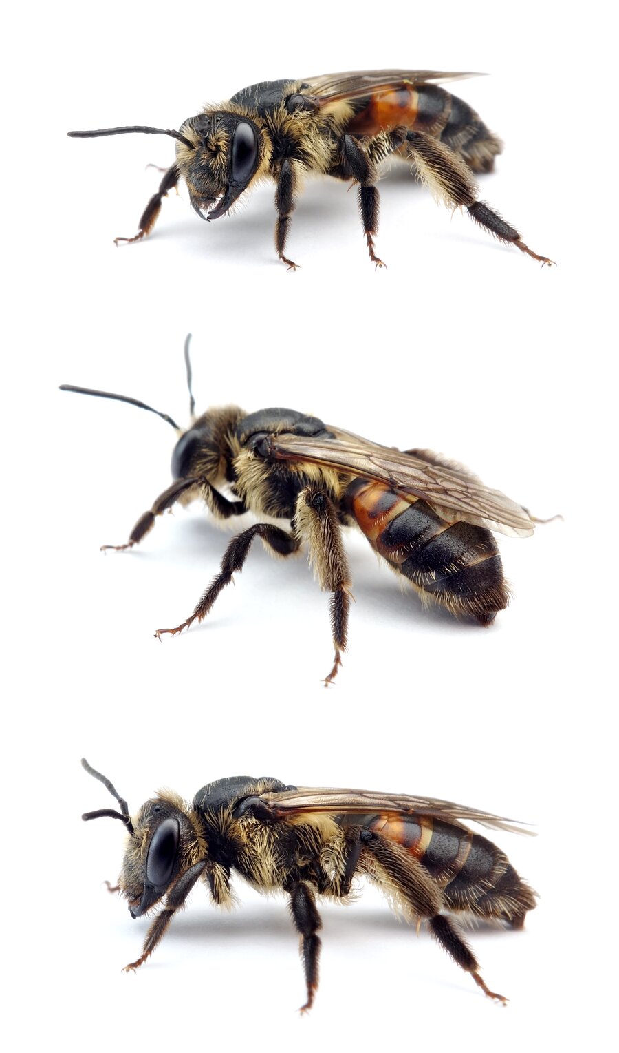 Andrena rosae ♀ Bärenklau-Sandbiene 12-13 mm