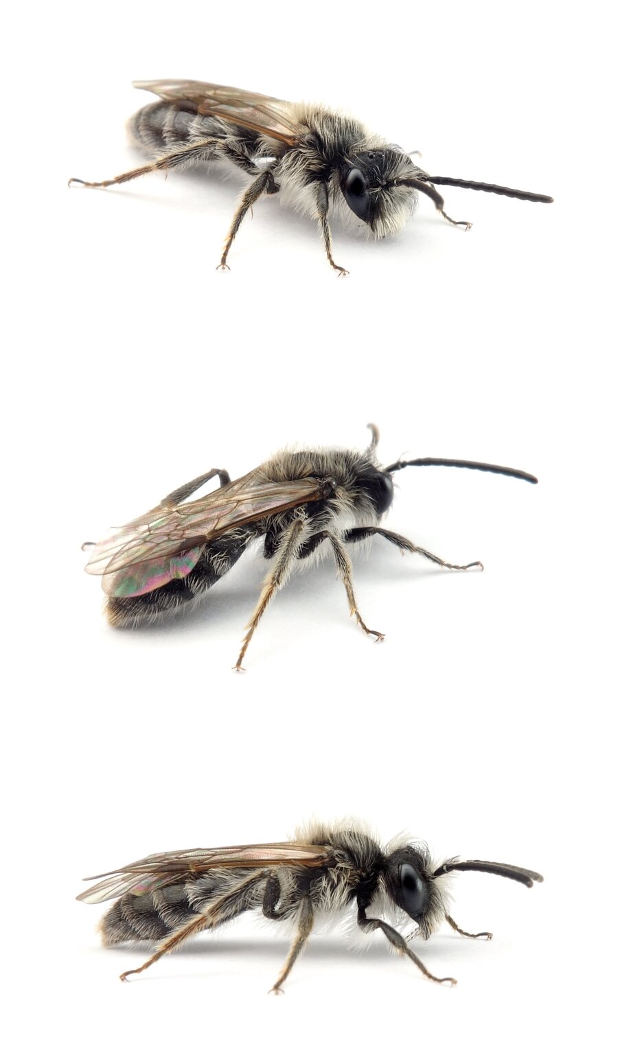 Andrena ruficrus ♂ Rotschienen-Sandbiene 8-10 mm